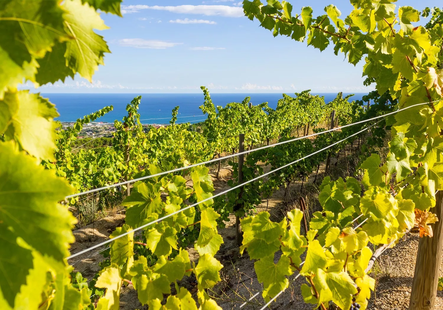 Vineyards in Catalonia